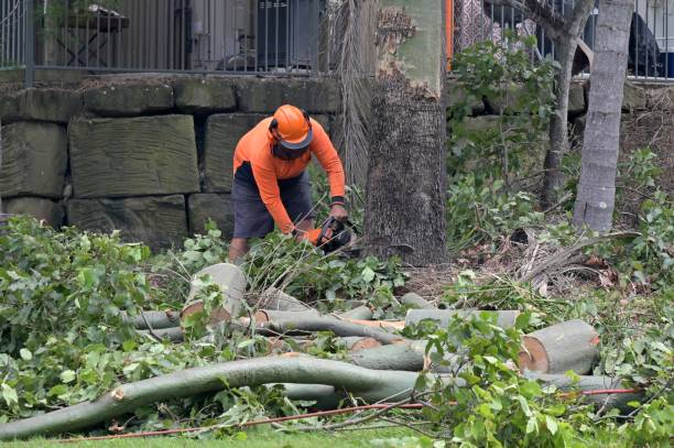 Best Local Tree Services  in USA